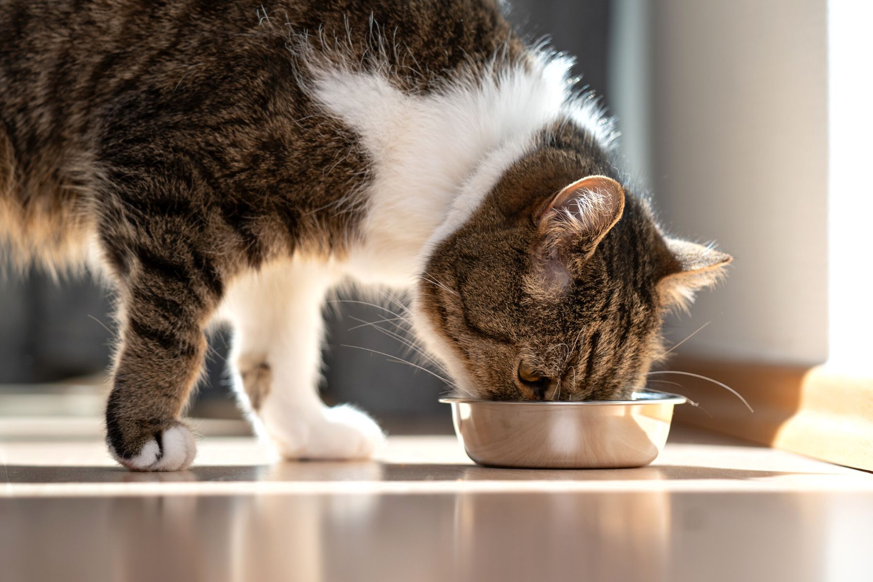 tabby cat eating out of bowl