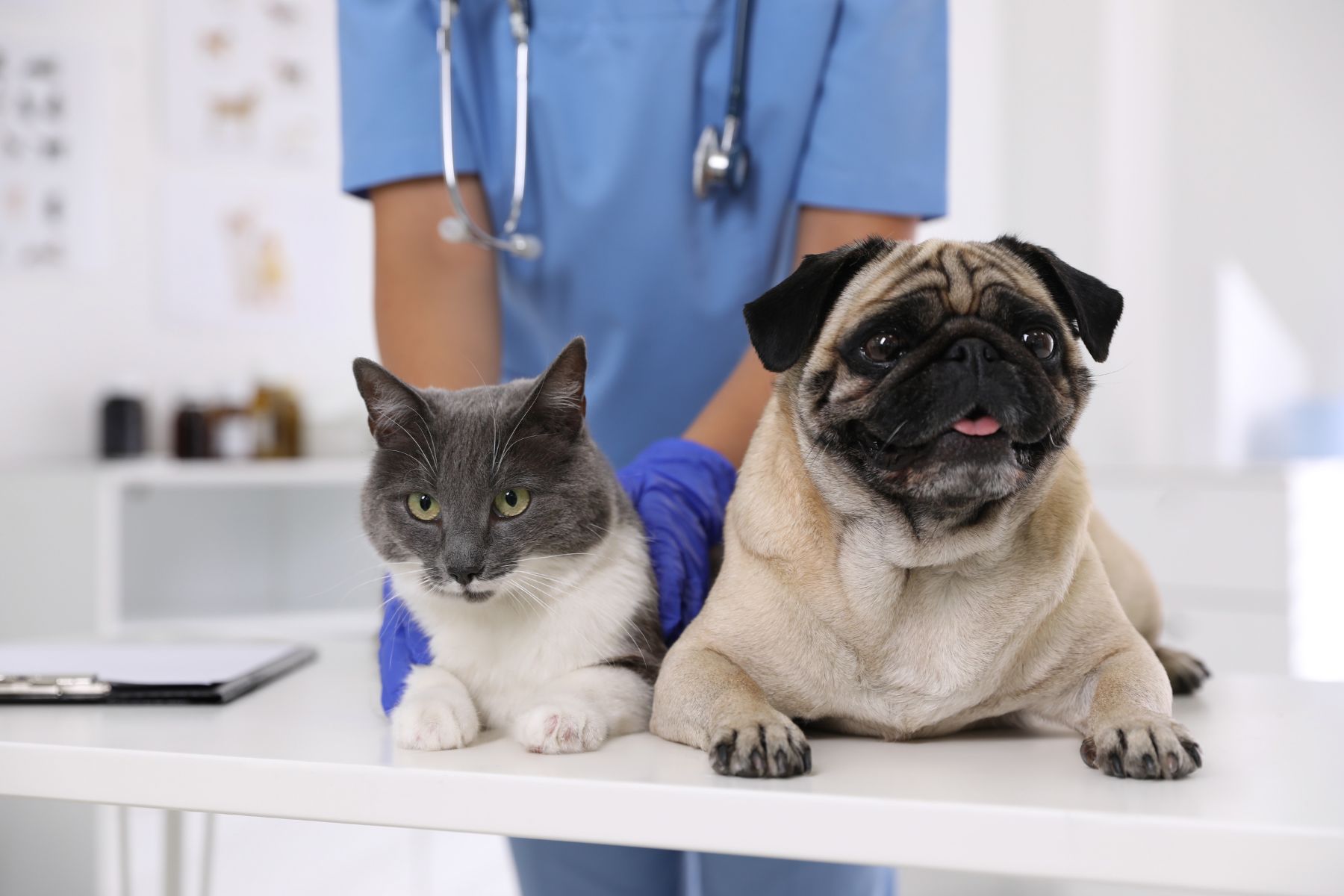 Crawfordsville Family Vet - services - pet physical exams