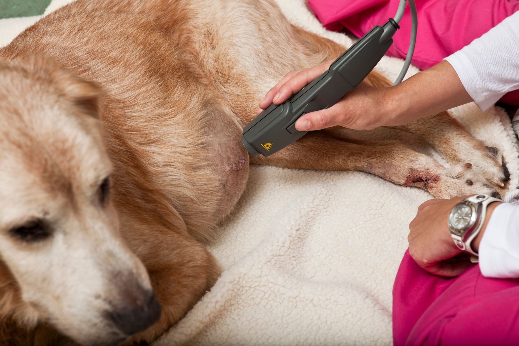 Crawfordsville Family Vet - services - pet wellness exams