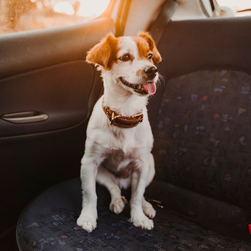 Jack Russell dog inside a car