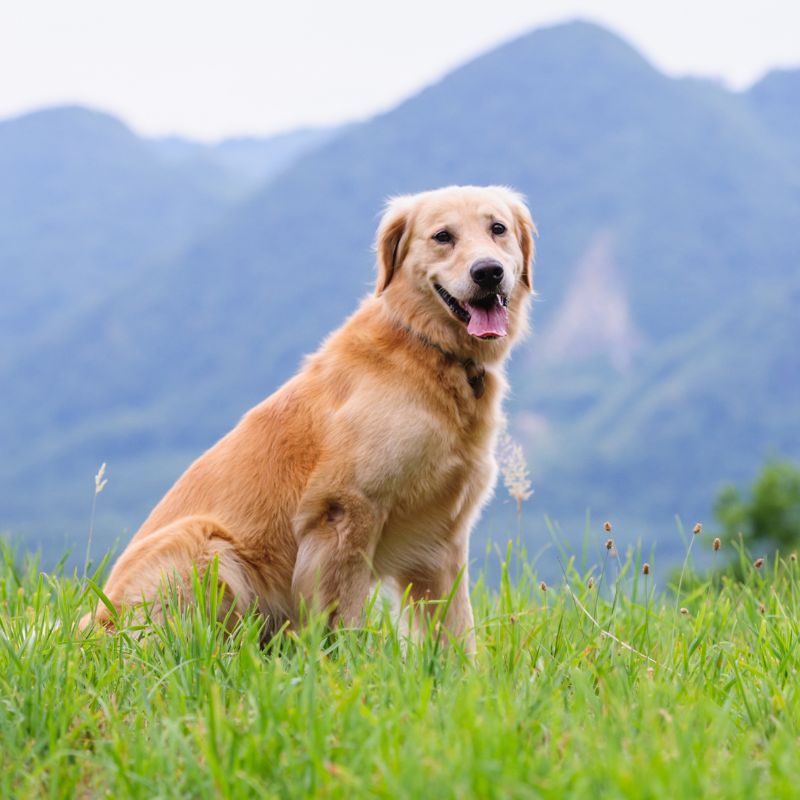 Dog sitting on grass