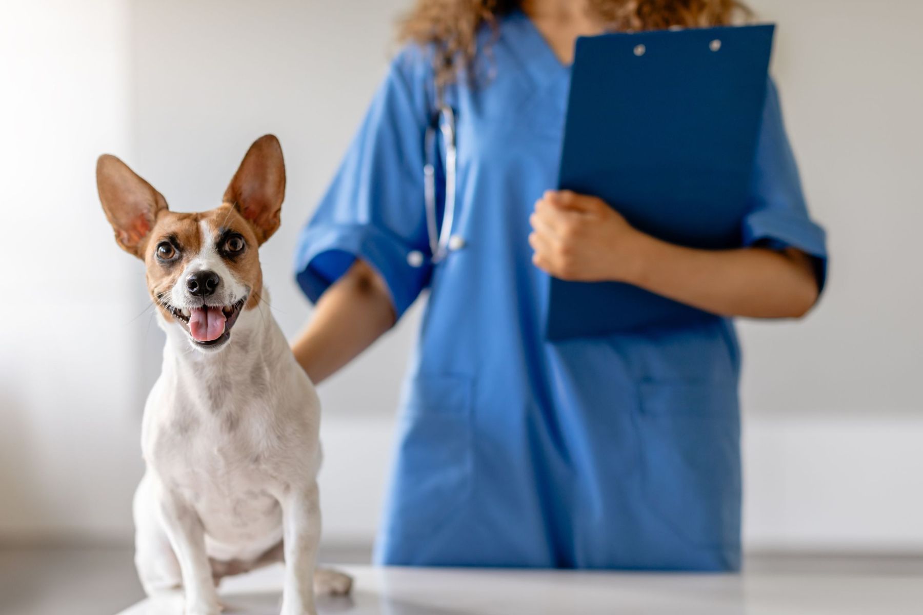 free adoption exam banner img Vet standing behind a dog sitting on table
