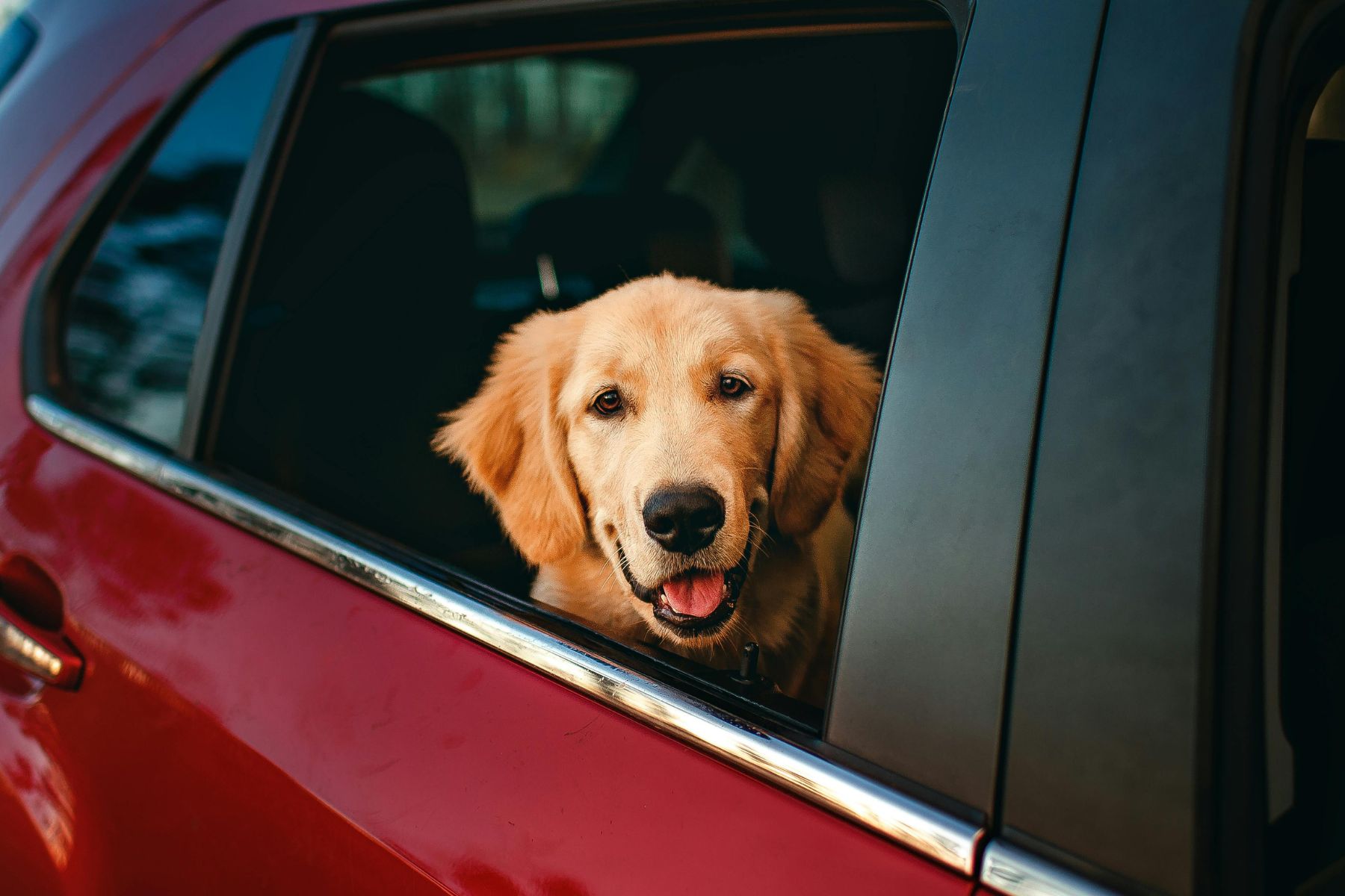 pet travel health certificates banner A dog in a car