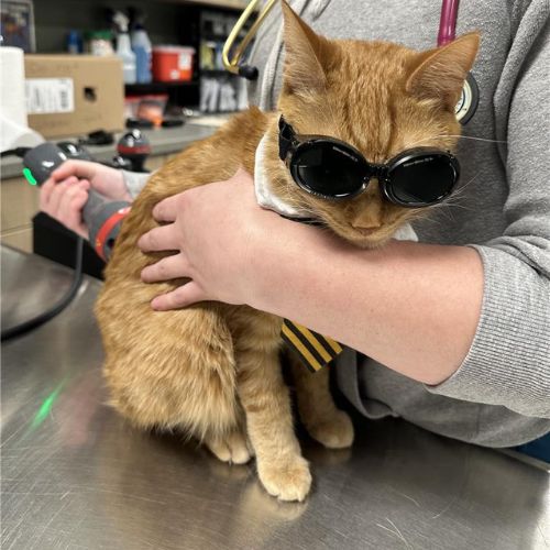 a vet doing laser therapy for cat