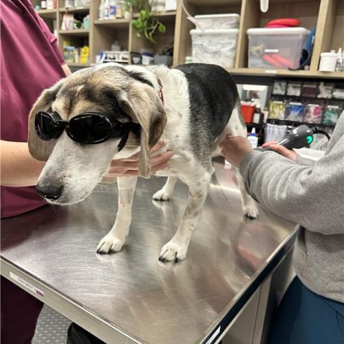 a vet doing laser therapy for dog