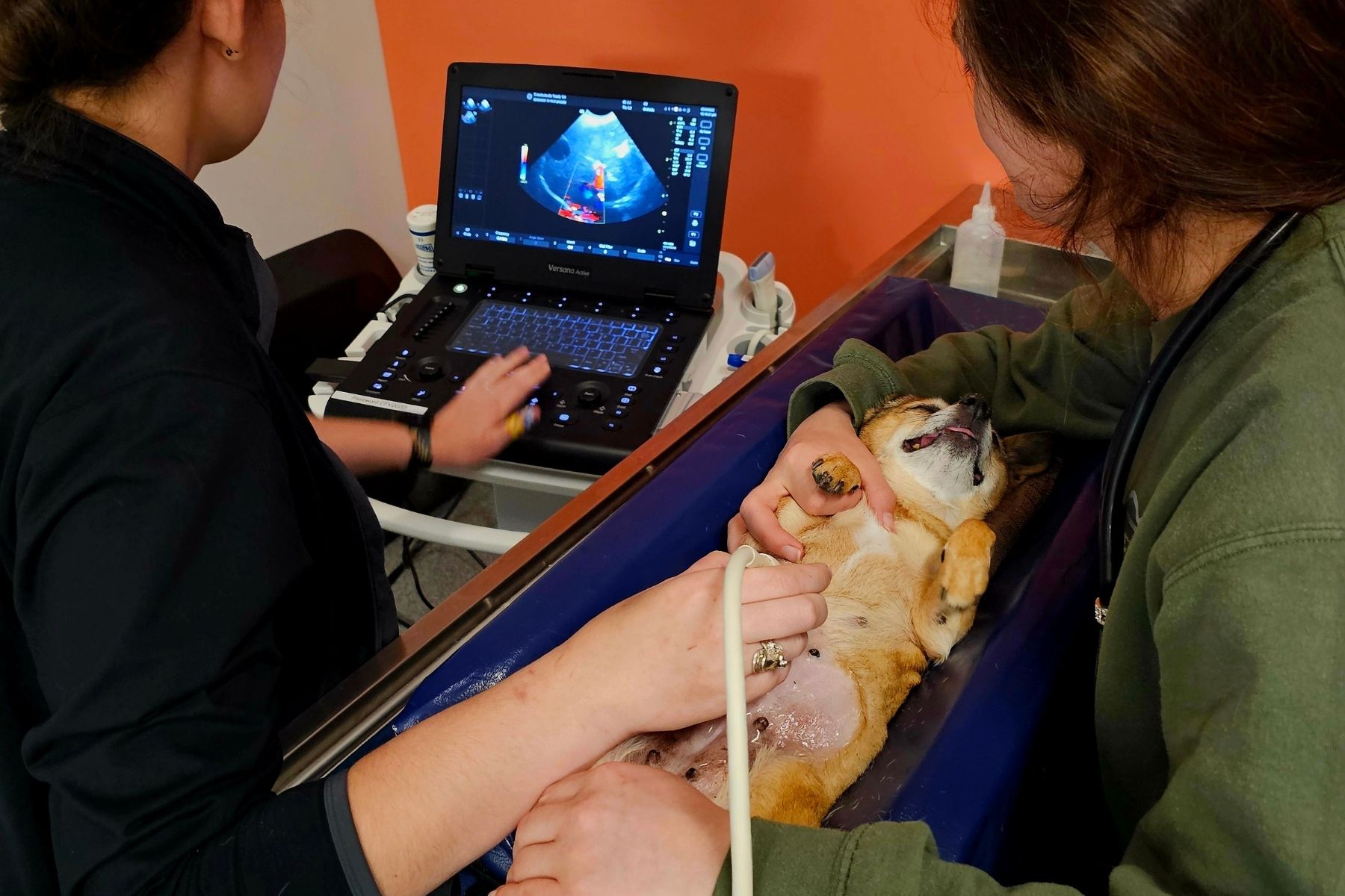 pet-ultrasound A woman ultrasound a dog on a table