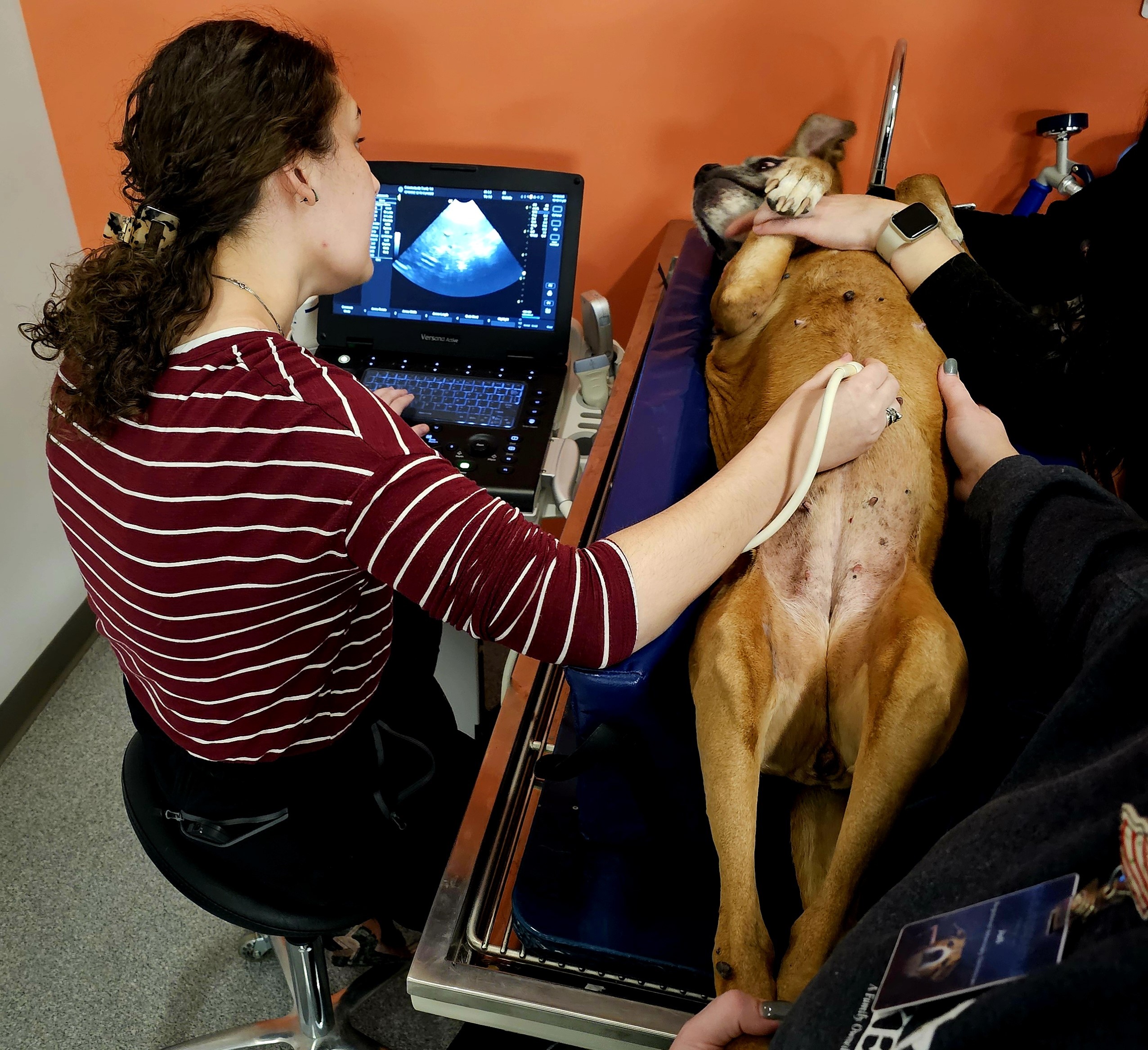 Veterinarian performs an ultrasound on a large dog lying on its back