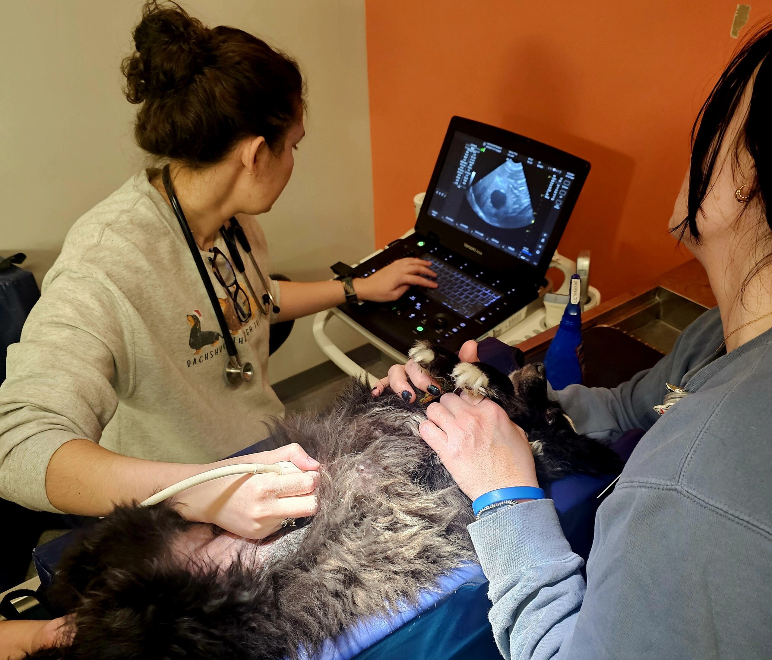 A veterinarian conducts an ultrasound on a fluffy black dog